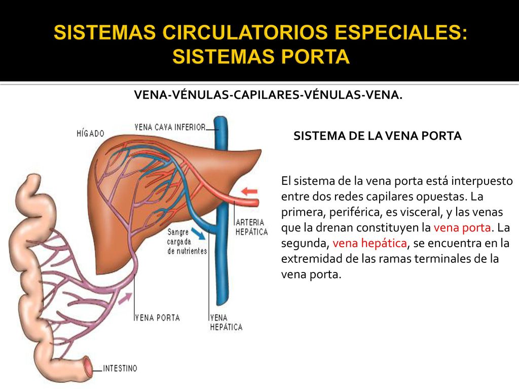 Función de la vena porta en el sistema circulatorio Función de la vena porta en el sistema circulatorio